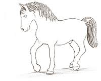 Horse 10